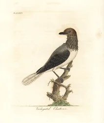 Vousatec, Procnias averano (pestrý tlachal, Ampelis variegata). Ručně kolorovaný mědiryt, kreslil a rytím provedl John Latham podle svého díla A General History of Birds, Winchester