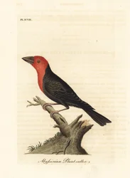 Vousatec černozobý, Lybius guifsobalito (habešský řezač rostlin, Loxia tridactyla). Ručně kolorovaný mědiryt, kreslený a rytý Johnem Lathamem z jeho vlastní A General History of Birds, Winchester