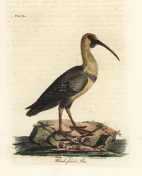 Ibis černolící, Theristicus melanopis (Tantalus melanops). Ručně kolorovaný mědirytin nakreslený a vyrytý Johnem Lathamem z jeho vlastní A General History of Birds, Winchester