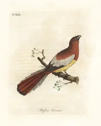 Trogon černohrdlý, Trogon rufus, samice (rezavý kurukui, Trogon rufus). Zkopírováno podle Martinetovy ilustrace ptáka z Cayenne pro Buffonovo Coucou a queue rousse. Ručně kolorovaná mědirytina, kterou nakreslil a vyryl John Latham pro své vlastní dílo A