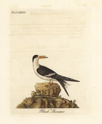 Zobákovka černá, Rynchops niger (Rhynchops nigra). Ručně kolorovaný mědiryt, kreslil a rytím provedl John Latham podle svého díla A General History of Birds, Winchester