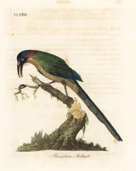 Momotus modrokorunný, Momotus momota (motmot brazilský, Momotus brasiliensis). Ručně kolorovaný mědirytin nakreslený a vyrytý Johnem Lathamem z jeho vlastní A General History of Birds, Winchester