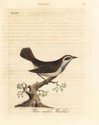 Bluethroat, Luscinia svecica (pěnice modrokrká, také známá jako gunpigera, neelkunthee, gunpedrab v Indii). Ručně kolorovaný mědiryt nakreslený a rytý Johnem Lathamem z jeho vlastní A General History of Birds, Winchester