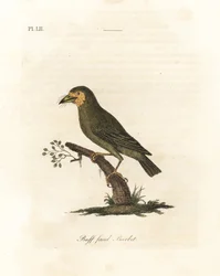 Barbet s hnědou hlavou, Megalaima zeylanica? (Buff-faced barbet, Bucco lathami). Z exempláře označeného Megalaima lathami v Britském muzeu. Ručně kolorovaný mědirytin nakreslený a vyrytý Johnem Lathamem z jeho vlastní A General History of Birds, Winchester