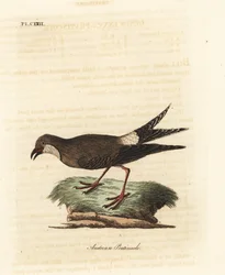 Pratincola obojková, Glareola pratincola (pratincola rakouská, Glareola austriaea). Ručně kolorovaný mědiryt nakreslený a rytý Johnem Lathamem z jeho vlastní A General History of Birds, Winchester