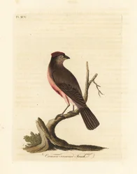 Červenka obecná, Carduelis flammea (pěnkava karmínová, Fringilla flammea). Ručně kolorovaný mědiryt nakreslený a rytý Johnem Lathamem z jeho vlastní A General History of Birds, Winchester