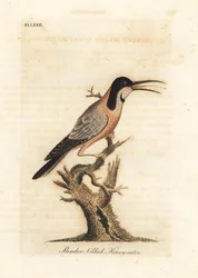 Páteř východní, Acanthorhynchus tenuirostris (medojed štíhlozobý, Certhia tenuirostris). Austrálie. Ručně kolorovaný mědiryt nakreslený a rytý Johnem Lathamem z jeho vlastní A General History of Birds, Winchester