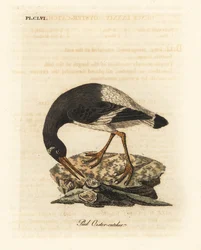 Ústřičník říční, Haematopus ostralegus. Ručně kolorovaný mědirytin nakreslený a vyrytý Johnem Lathamem z jeho vlastní A General History of Birds, Winchester