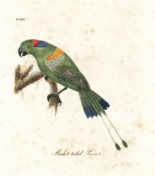 Papoušek raketový se zlatým pláštíkem, Prioniturus platurus (papoušek s raketovým ocasem). Ručně kolorovaná mědirytina, kterou nakreslil a vyryl John Latham podle svého vlastního díla A General History of Birds, Winchester