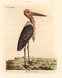 Větší pobočník, Leptoptilos pochybný. Ohrožený. (Gigantický jeřáb, Ardea argala.) Ručně kolorovaný mědiryt nakreslený a vyrytý Johnem Lathamem z jeho vlastní A General History of Birds, Winchester
