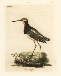 Bekasinka větší, Rostratula benghalensis (Bluska kapská, Scolopax capensis). Ručně kolorovaný mědirytin nakreslený a vyrytý Johnem Lathamem z jeho vlastní A General History of Birds, Winchester