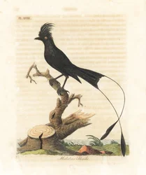 Drongo vlajkový, Dicrurus paradiseus (ťuhýk malabarský, Lanius malabaricus). Ručně kolorovaná mědirytina, kterou nakreslil a vyryl John Latham pro své vlastní dílo A General History of Birds, Winchester