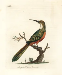 Leskovec zelenoocasý, Galbula galbula (leskovec zelený dlouhoocasý, Galbula viridis). Ručně kolorovaná mědirytina, kterou nakreslil a vyryl John Latham pro své vlastní dílo A General History of Birds, Winchester