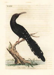 Dudek zelený, Phoeniculus purpureus (promerops červenozobý, Upupa erythhrorynchos). Ručně kolorovaný mědirytin nakreslený a vyrytý Johnem Lathamem z jeho vlastní A General History of Birds, Winchester