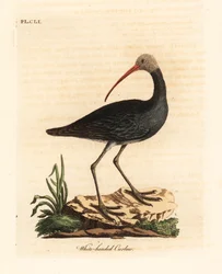 Hadada nebo hadeda ibis, Bostrychia hagedash? (Kruhák bělohlavý, Numenius leucocephalus.) Ručně kolorovaný mědirytin nakreslený a vyrytý Johnem Lathamem z jeho vlastní A General History of Birds, Winchester