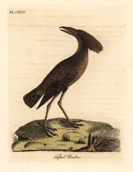 Hamerkop, Scopus umbretta (Všívaný deštník). Ručně kolorovaný mědirytin nakreslený a vyrytý Johnem Lathamem z jeho vlastní A General History of Birds, Winchester