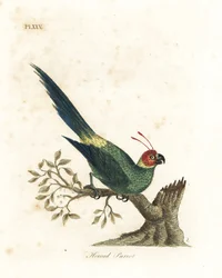 Andulka rohatá, Eunymphicus cornutus. Zranitelný (papoušek rohatý, Psittacus bisetis.) Ručně kolorovaný mědiryt nakreslený a vyrytý Johnem Lathamem z jeho vlastní A General History of Birds, Winchester