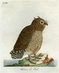 Hutum Owl, 1821 (ručně kolorovaná rytina)