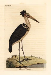 Menší pobočník, Leptoptilos javanicus. Zranitelný. (Modun skull.) Ručně kolorovaný mědirytin nakreslený a vyrytý Johnem Lathamem z jeho vlastní A General History of Birds, Winchester
