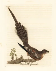 Lelek dlouhoocasý, Caprimulgus climacurus (dlouhoocasý kozodoj). Ručně kolorovaná mědirytina, kterou nakreslil a vyryl John Latham podle svého vlastního díla A General History of Birds, Winchester