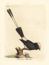 Tyran dlouhoocasý, Colonia colonus (peruánský mucholapka, Le Colon). Ručně kolorovaná mědirytina, kterou nakreslil a vyryl John Latham pro své vlastní dílo A General History of Birds, Winchester