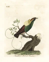 Ráj velkolepý, Diphyllodes magnificus (Paradisea magnifica). Ručně kolorovaný mědirytin nakreslený a vyrytý Johnem Lathamem z jeho vlastní A General History of Birds, Winchester