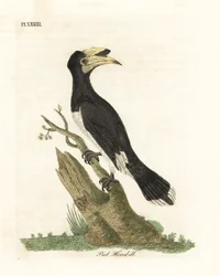 Zoborožec malabarský, Anthracoceros coronatus (zoborožec strakatý, Buceros malabaricus). Ručně kolorovaný mědiryt nakreslený a rytý Johnem Lathamem z jeho vlastní A General History of Birds, Winchester