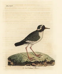 Kulík novozélandský, Charadrius obskurní (Charadrius novae Zealandiae). Ohrožený. Ručně kolorovaný mědirytin nakreslený a vyrytý Johnem Lathamem z jeho vlastní A General History of Birds, Winchester