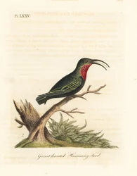 Karib nachový, Eulampis jugularis (Kolibřík granátový, Trochilus granatinus). Ručně kolorovaný mědirytin nakreslený a vyrytý Johnem Lathamem z jeho vlastní A General History of Birds, Winchester