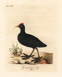Lyska červená nebo lyska chocholatá, Fulica cristata. Ručně kolorovaný mědirytin nakreslený a vyrytý Johnem Lathamem z jeho vlastní A General History of Birds, Winchester