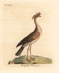 Seriema rudonohá nebo cariama chocholatá, Cariama cristata (brazilská cariama, Palamedea cristata). Ručně kolorovaný mědiryt nakreslený a rytý Johnem Lathamem z jeho vlastní A General History of Birds, Winchester