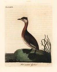 Potápka rudokrká, Podiceps grisegena (Podiceps rubricollis). Ručně kolorovaný mědirytin nakreslený a vyrytý Johnem Lathamem z jeho vlastní A General History of Birds, Winchester