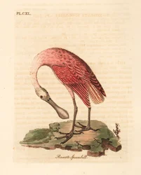Spoonbill, Platalea ajaja. Ručně kolorovaný mědiryt nakreslený a rytý Johnem Lathamem z jeho vlastní A General History of Birds, Winchester