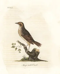 Saltmarsh vrabec, Ammodramus caudacutus. Zranitelný. (Žluva ostroocasá, Oriolus caudacutus.) Ručně kolorovaný mědirytin nakreslený a rytý Johnem Lathamem z jeho vlastní A General History of Birds, Winchester