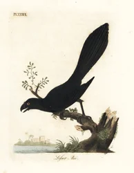 Ani hladkozobí nebo menší ani, Crotophaga ani. Ručně kolorovaný mědirytin nakreslený a vyrytý Johnem Lathamem z jeho vlastní A General History of Birds, Winchester