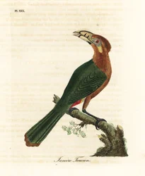 Tukanet skvrnitý, Selenidera maculirostris, samice. Tukan Janeiro. Ručně kolorovaný mědirytin nakreslený a vyrytý Johnem Lathamem z jeho vlastní A General History of Birds, Winchester