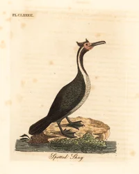 Kormorán skvrnitý neboli parekareka, Phalacrocorax punctatus (Pelecanus punctatus). Ručně kolorovaná mědirytina, kterou nakreslil a vyryl John Latham podle svého vlastního díla „A General History of Birds“, Winchester