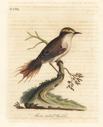 Ostnoocasý rayadito, Aphrastura spinicauda (ostnoocasá pěnice, Sylvia spinicauda). Ručně kolorovaná mědirytina, kterou nakreslil a vyryl John Latham podle svého vlastního díla A General History of Birds, Winchester