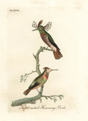 Chocholatí kolibříci, Lophornis ornatus (kolibříci s chocholatým krkem, Trochilus ornatus). Samec a samice. Ručně kolorovaná mědirytina, kterou nakreslil a vyryl John Latham podle svého vlastního díla A General History of Birds, Winchester