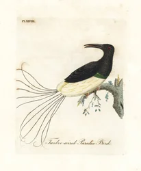 Dvanáctidrátová rajka, Seleucidis melanoleucus (Paradisea nigricans). Ručně kolorovaný mědirytin nakreslený a vyrytý Johnem Lathamem z jeho vlastní A General History of Birds, Winchester