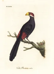Fialový turaco nebo jitrocele fialový, Musophaga violacea. Ručně kolorovaný mědirytin nakreslený a vyrytý Johnem Lathamem z jeho vlastní A General History of Birds, Winchester