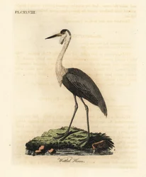 Proutí lebka, Bugeranus carunculatus. Zranitelné. (volavka chocholatá, Ardea carunculata).