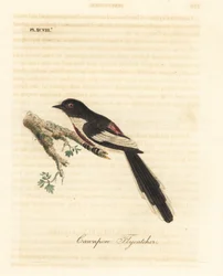 Minivet bělobřichý, Pericrocotus erythropygius (muchavka Cawnpore). Indie. Ručně kolorovaný mědirytin nakreslený a vyrytý Johnem Lathamem z jeho vlastní A General History of Birds, Winchester