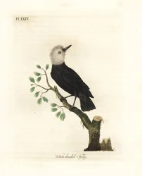 Bělohlavý bahenní tyran, Arundinicola leucocephala (Bílohlavý tody, Todus leucocephalus). Ručně kolorovaný mědirytin nakreslený a vyrytý Johnem Lathamem z jeho vlastní A General History of Birds, Winchester