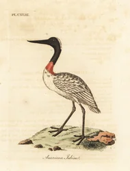 Dřevěná pažba, Mycteria americana (americké jabiru). Ručně kolorovaný mědiryt nakreslený a rytý Johnem Lathamem z jeho vlastní A General History of Birds, Winchester