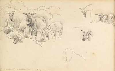 Osli, 1824