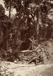 Tropická scenérie, The Brook El Bano, Chipigana, 1871.