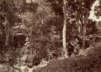 Tropická krajina, pohled poblíž Chipigana, 1871.