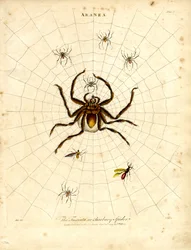 ARANEA: Pavouk Fasciata nebo Barbarský pavouk
