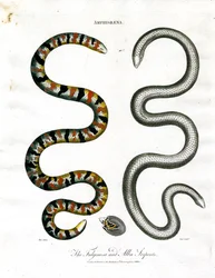 Amphisbaena: Fuliginosa a Alba Serpents